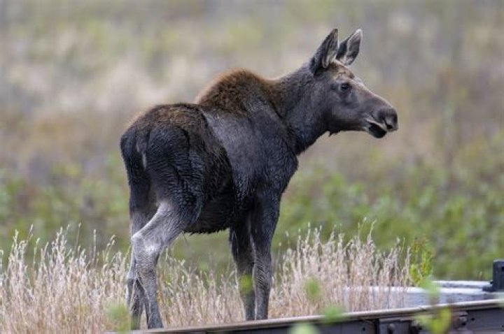 A young Moose Jattana with her mother