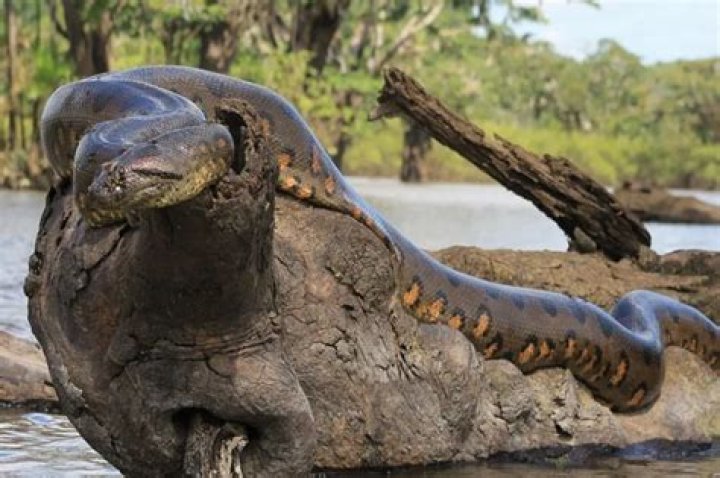 Anaconda