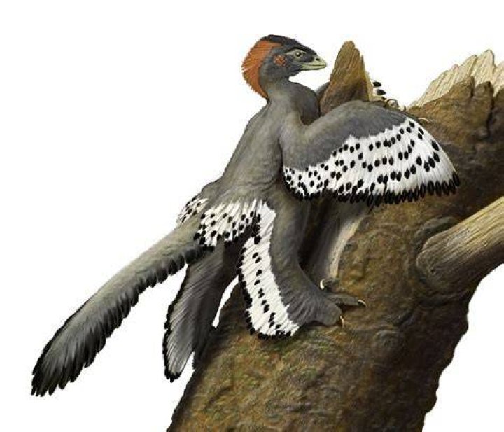 Anchiornis Wing
