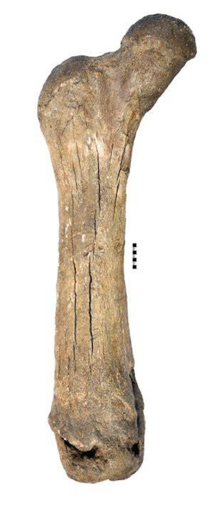 Ancient Mastodon Femur