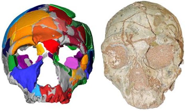 Apidima Skull And Virtual Model