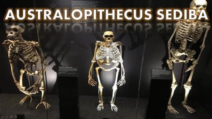 Au. Sediba Full Skeleton Display