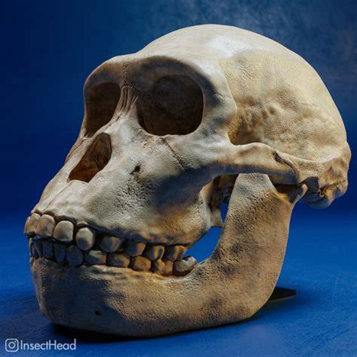 Au Sediba Skull