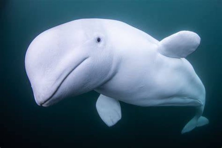 Beluga Whales