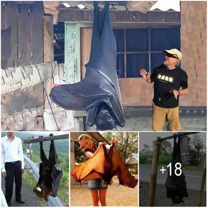 Big Bat