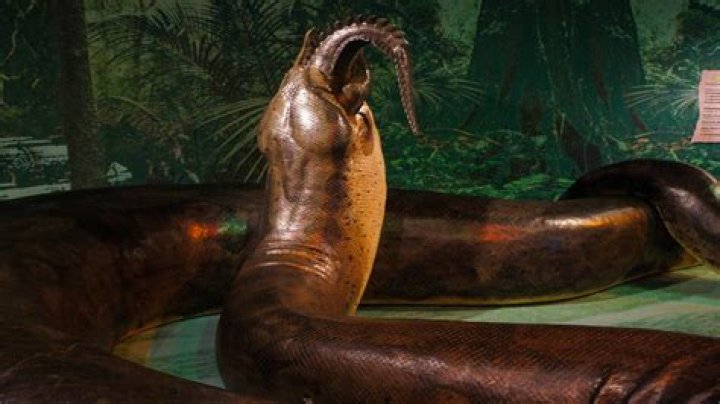 Biggest Snake Ever