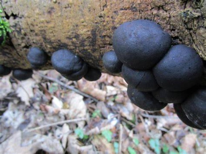 Black Fungi
