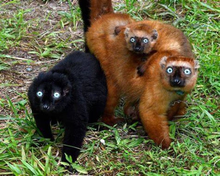 Black Lemur