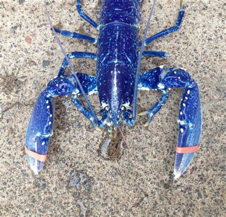 Blue Lobsters
