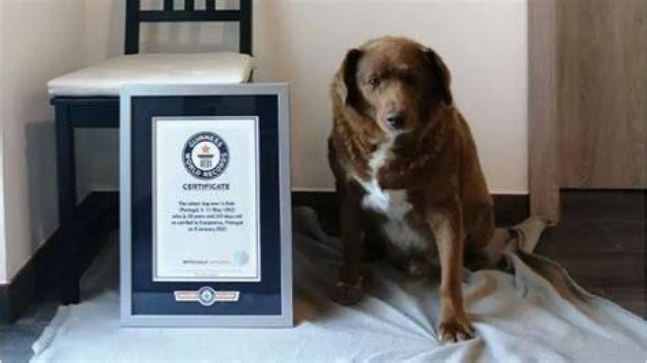 Bobi The Oldest Dog Ever