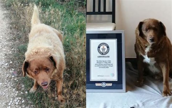 Bobi The Oldest Dog In The World