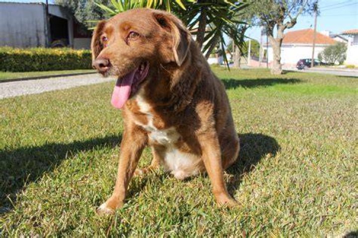 Bobi The World's Oldest Living Dog