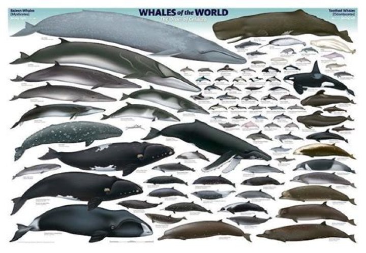 Cetacean Intelligence Chart