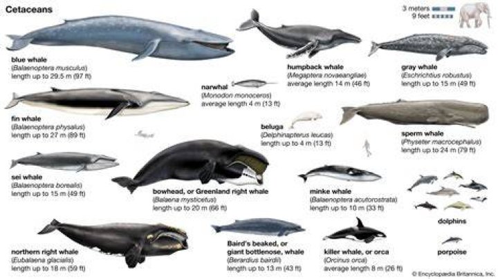 Cetacean Intelligence Dolphin Humpback Whale Brains