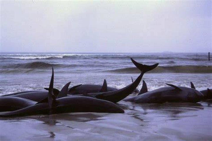 Cetacean Intelligence Mass Stranding