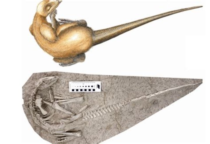 Changmiania Fossil With Illustration