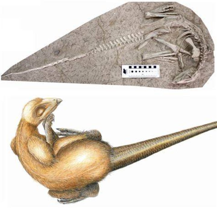 Changmiania Liaoningensis From China