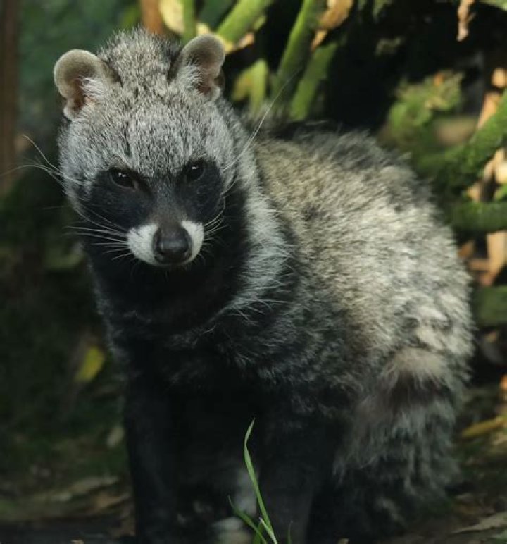 Civet