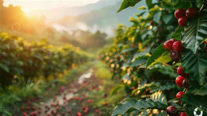 Coffee Field