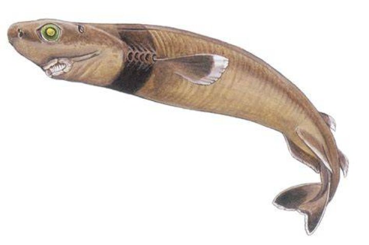 Cookiecutter Shark