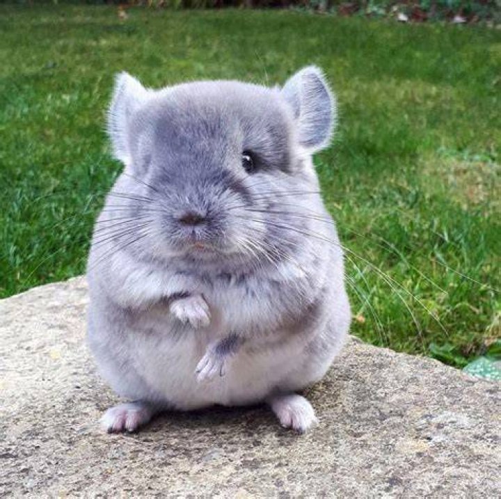 cutest-animal-chinchilla-4 Cutest Animal Chinchilla Photograph
