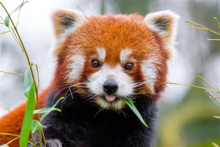 Cutest Animals Red Panda Picture