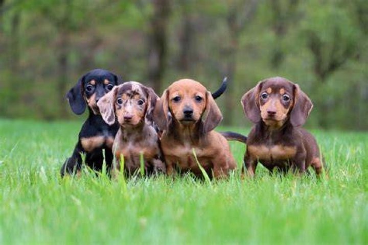 Dachshund Pups