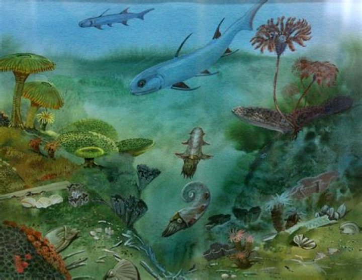 Devonian Period Marine Life