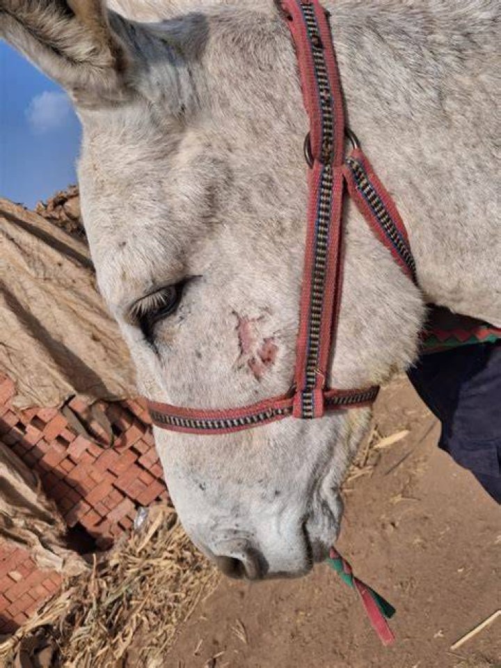 Donkey Wound