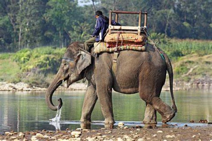 Elephants Being Used In The Toursim Industry