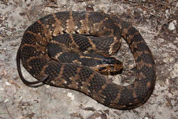 Florida Water Snake