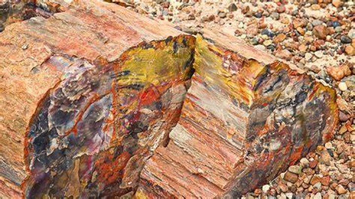 Fossilized Trees