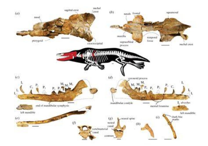 Four Legged Whale Bones