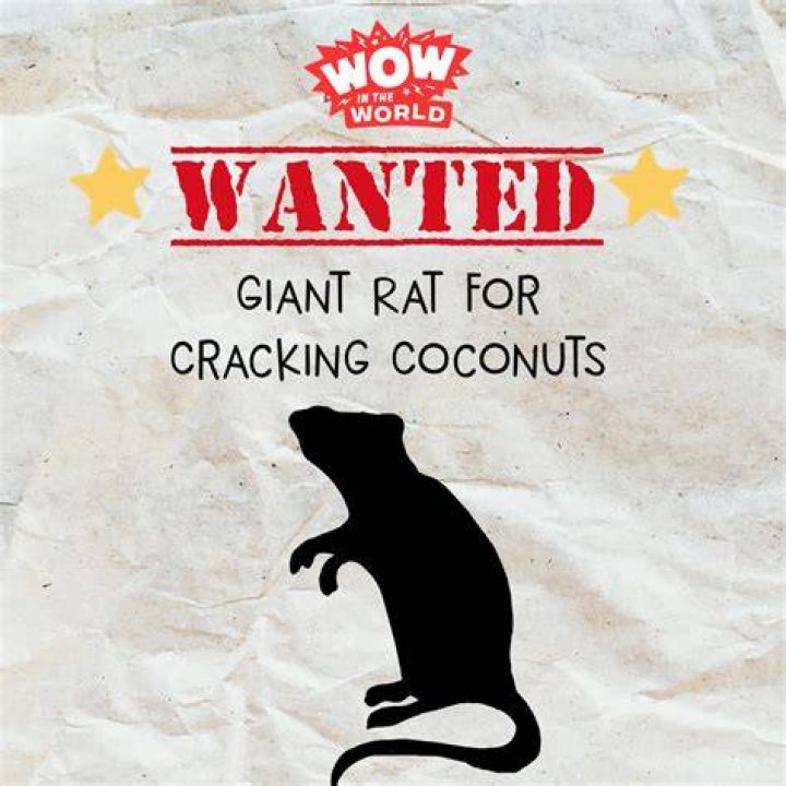 Giant Rats Breaking Coconuts