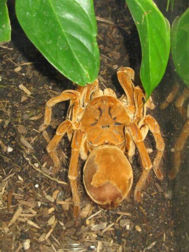 Goliath Birdeater Inside Cage