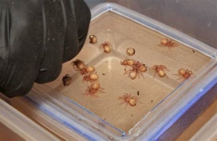 Goliath Birdeater Spiderlings