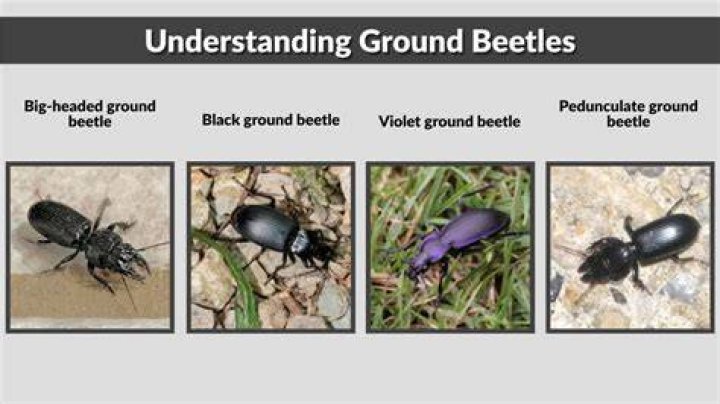 Ground Beetle_china