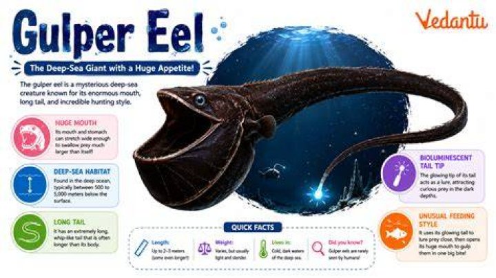 Gulper Eel
