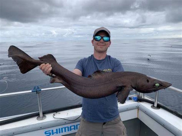 Gulper Shark