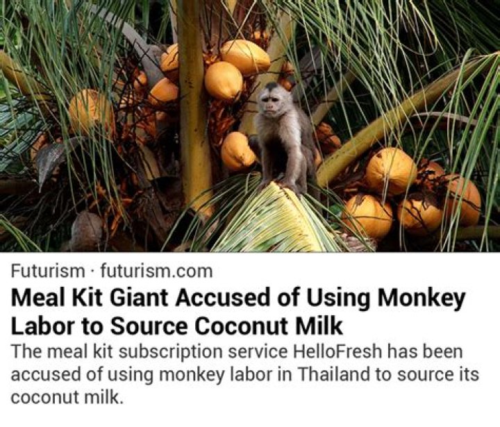 HelloFresh Accused Of Using Coconut Milk From Monkey Labor
