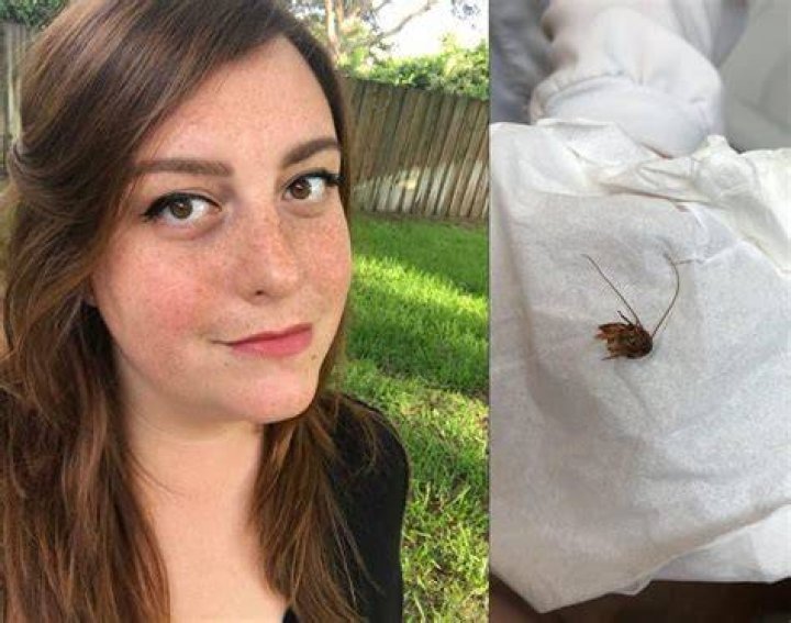 Holley Cockroach