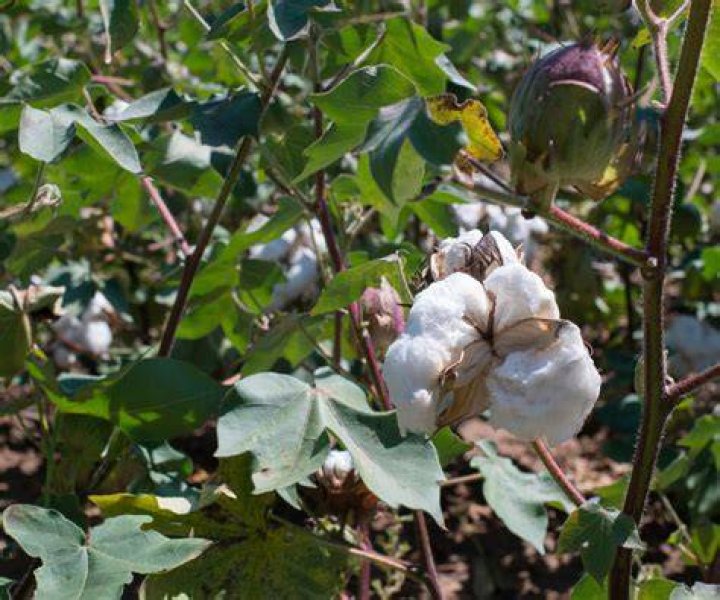 How much does cotton on pay an hour