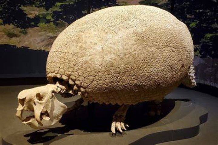 Hunting The Gyptodon