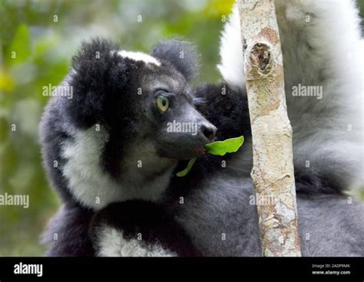 Indri Lemur Eating