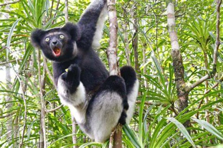 Indri Lemur