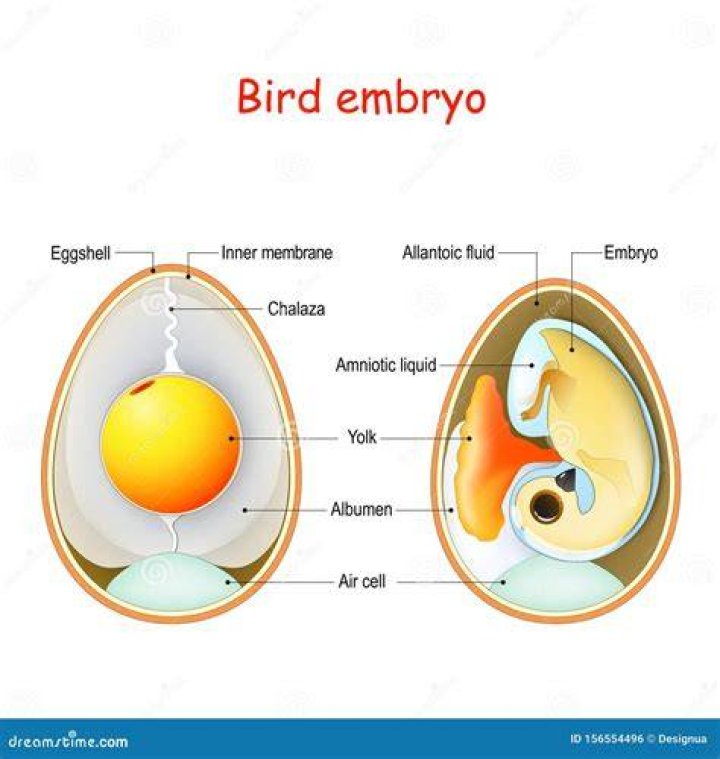 Inside The Nanhsiungchelyid Egg