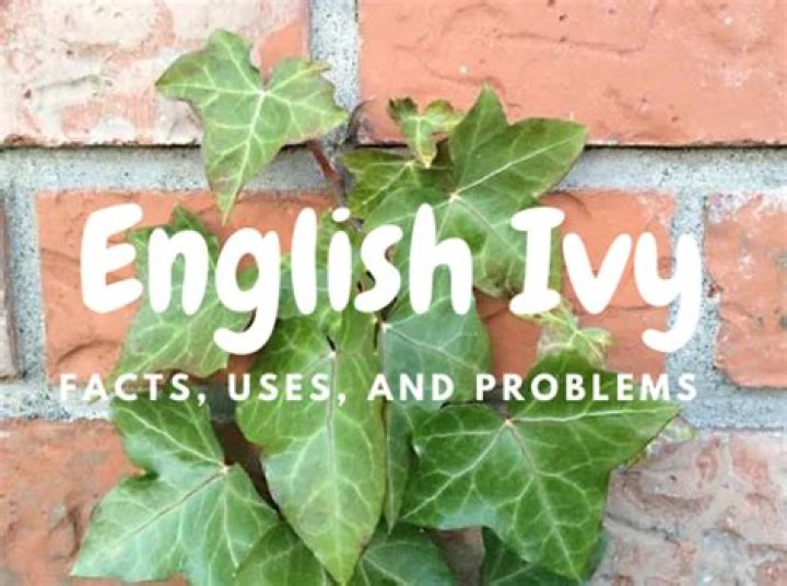 Ivy facts