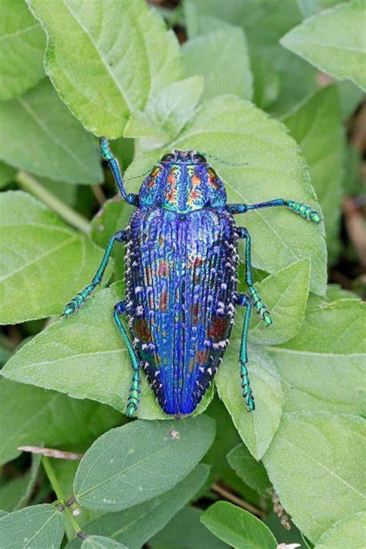 Jewel Longhorned Beetle
