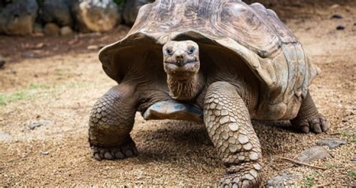Jonathan Tortoise Wide Crop