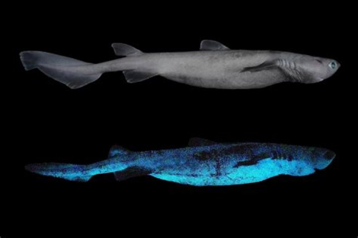 Kitefin Shark